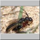 Methocha ichneumonides - Trugameise 01a 8-10mm Paarung.jpg